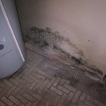 Mold on drywall