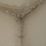 Mold on drywall