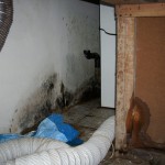 Mold in laundry room