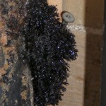 Mold in pipes