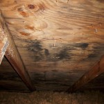 Mold in the attic