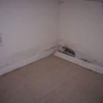 Mold at the Baseboards