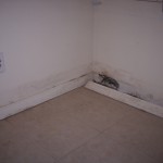 Mold at the Baseboards